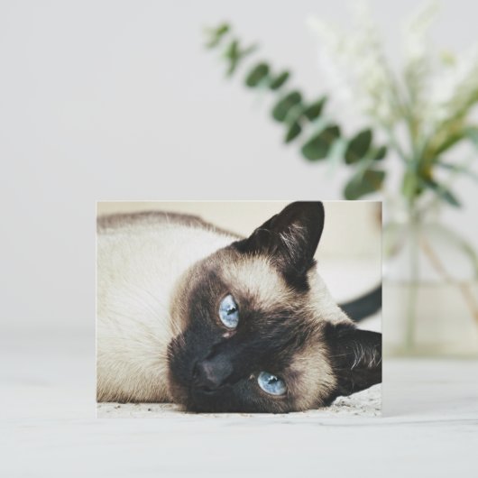 Siamese Cat Postkarte (Stehend Vorderseite)
