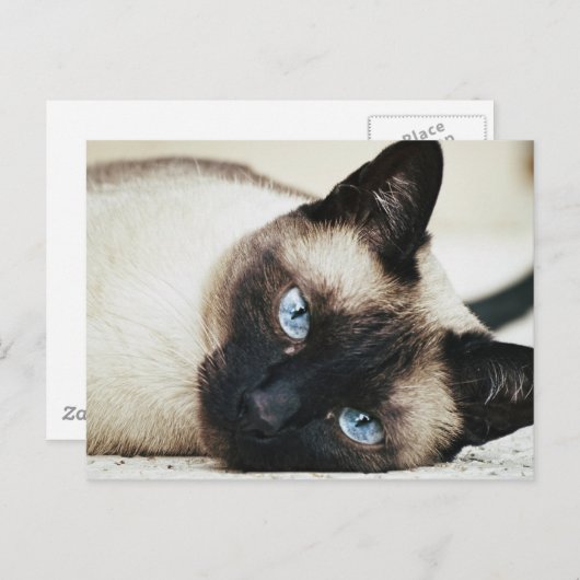 Siamese Cat Postkarte (Vorne/Hinten)