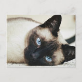 Siamese Cat Postkarte (Vorderseite)
