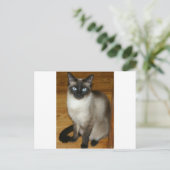 Siamese Cat Postkarte (Stehend Vorderseite)