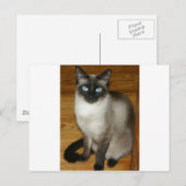 Siamese Cat Postkarte (Vorne/Hinten)