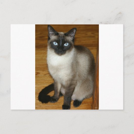 Siamese Cat Postkarte (Vorderseite)