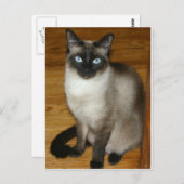 Siamese Cat Postkarte (Vorne/Hinten)