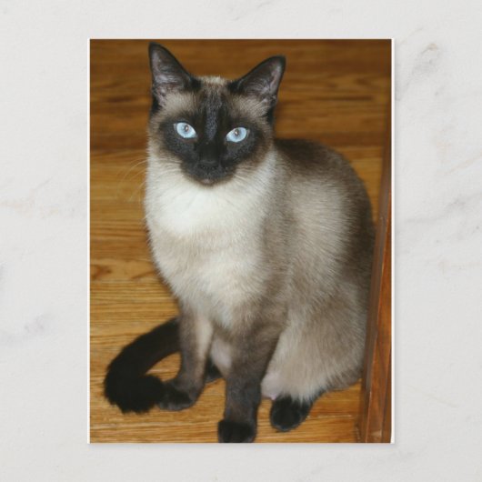 Siamese Cat Postkarte (Vorderseite)
