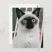 Siamese Cat Postkarte (Vorne/Hinten)