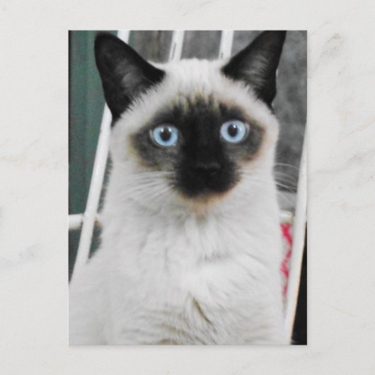 Siamese Cat Postkarte (Vorderseite)