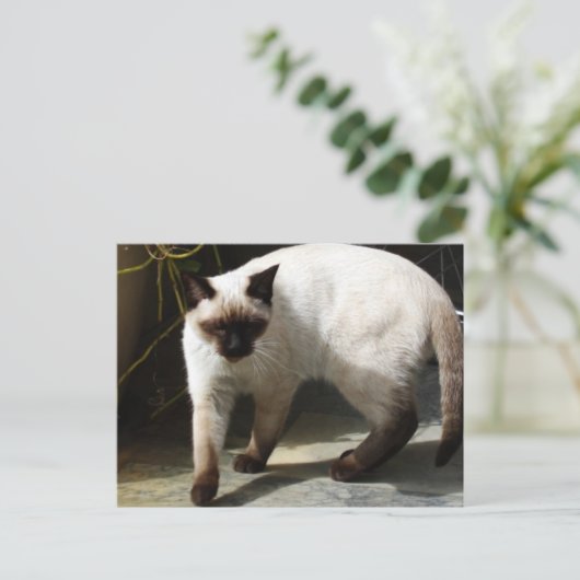 Siamese Cat Postkarte (Stehend Vorderseite)