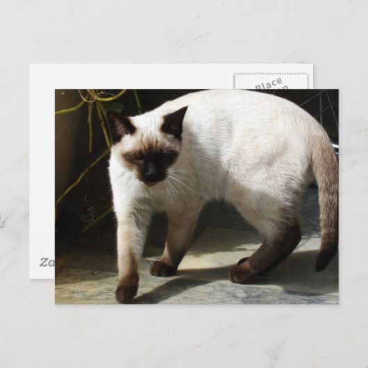 Siamese Cat Postkarte (Vorne/Hinten)