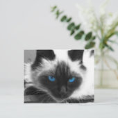 Siamese Cat Postkarte (Stehend Vorderseite)