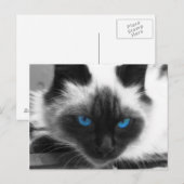 Siamese Cat Postkarte (Vorne/Hinten)