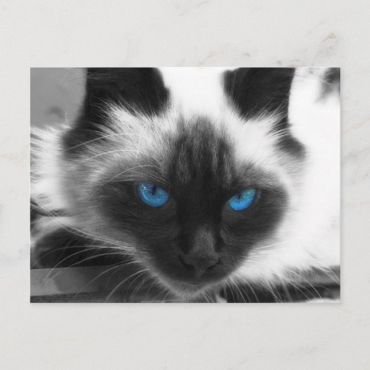 Siamese Cat Postkarte (Vorderseite)