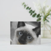 Siamese Cat Postkarte (Stehend Vorderseite)