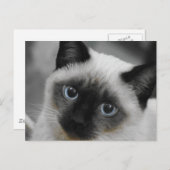 Siamese Cat Postkarte (Vorne/Hinten)