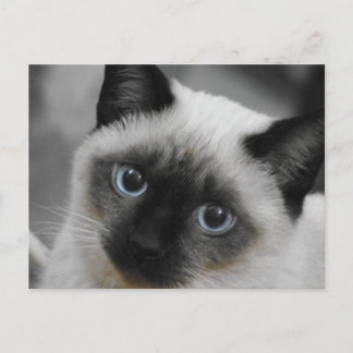Siamese Cat Postkarte