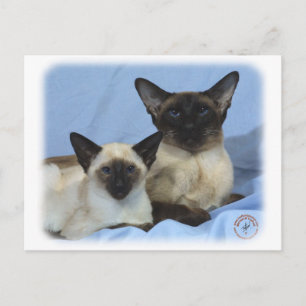 Siamese Katze 9W055D-035 Postkarte