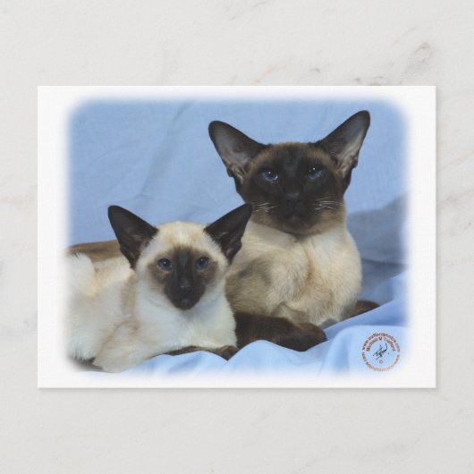 Siamese Katze 9W055D-035 Postkarte (Vorderseite)