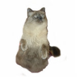 Siamese Katze Fotoskulptur<br><div class="desc">Eine siamesische Mix-Katze,  die aufsitzt,  ist ein tolles Geschenk für Katzenliebhaber</div>