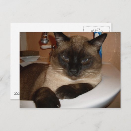Siamese Katze im Sink Postcard Postkarte (Vorne/Hinten)
