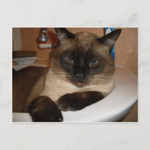 Siamese Katze im Sink Postcard Postkarte
