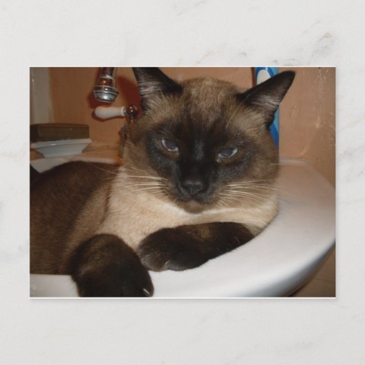 Siamese Katze im Sink Postcard Postkarte (Vorderseite)