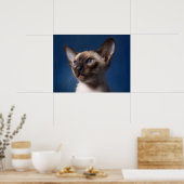 Siamese Katze mit blauen Augen Poster (Küche)