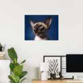 Siamese Katze mit blauen Augen Poster (Heimbüro)