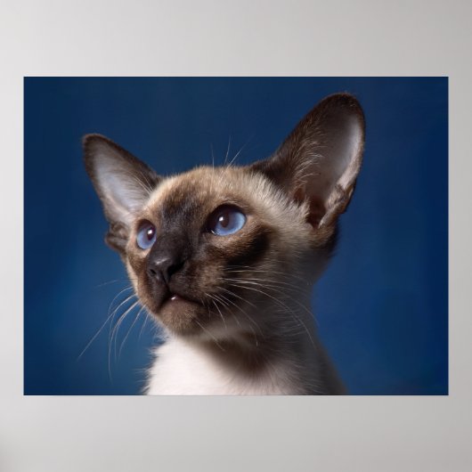 Siamese Katze mit blauen Augen Poster (Vorne)