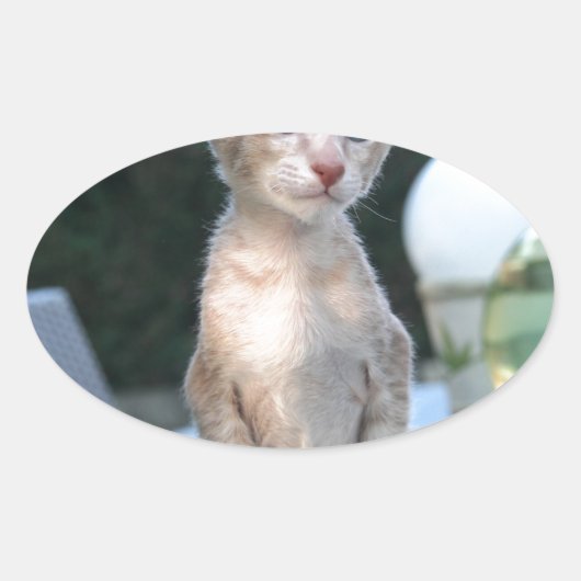 Siamese Kitten auf dem Tisch Ovaler Aufkleber (Vorderseite)