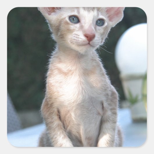 Siamese Kitten auf dem Tisch Quadratischer Aufkleber (Vorderseite)