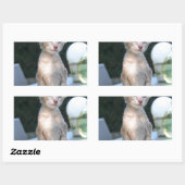 Siamese Kitten auf dem Tisch Rechteckiger Aufkleber (Blatt)