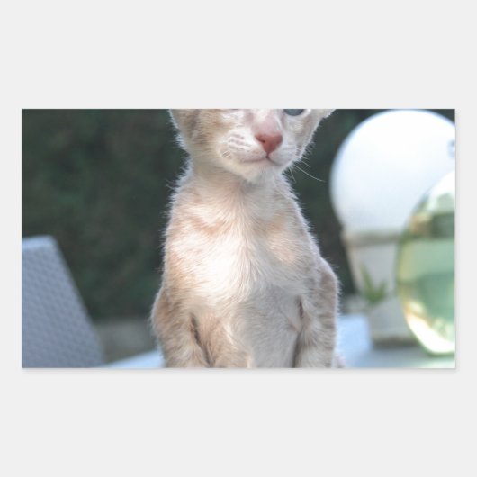 Siamese Kitten auf dem Tisch Rechteckiger Aufkleber (Vorderseite)