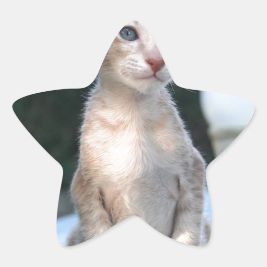 Siamese Kitten auf dem Tisch Stern-Aufkleber (Vorderseite)