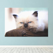 Siamese Kitten Canvas Print Picture 19 Leinwanddruck (Insitu (Holzboden))