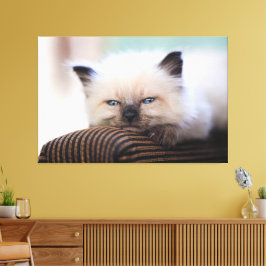 Siamese Kitten Canvas Print Picture 19 Leinwanddruck