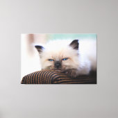 Siamese Kitten Canvas Print Picture 19 Leinwanddruck (Vorderseite)