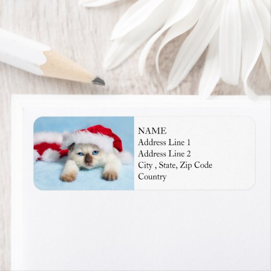 Siamese Kitten: Christmas Kitty (Insitu)