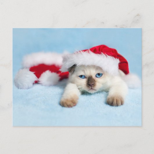 Siamese Kitten: Christmas Kitty Feiertagspostkarte (Vorderseite)