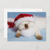 Siamese Kitten: Feierabend Feiertagspostkarte (Vorne/Hinten)