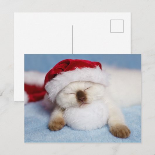 Siamese Kitten: Feierabend Feiertagspostkarte (Vorne/Hinten)