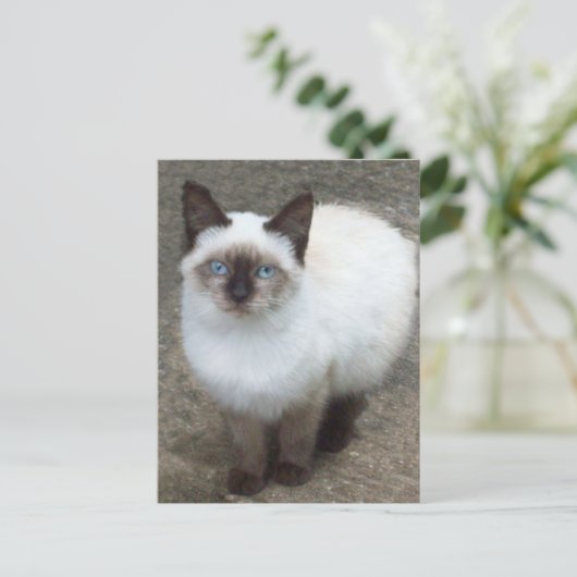 Siamese Kitten Foto Postcard Postkarte (Stehend Vorderseite)