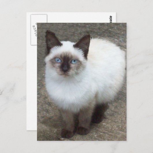 Siamese Kitten Foto Postcard Postkarte (Vorne/Hinten)