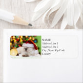 Siamese Kitten: Gold-Ornament (Insitu)