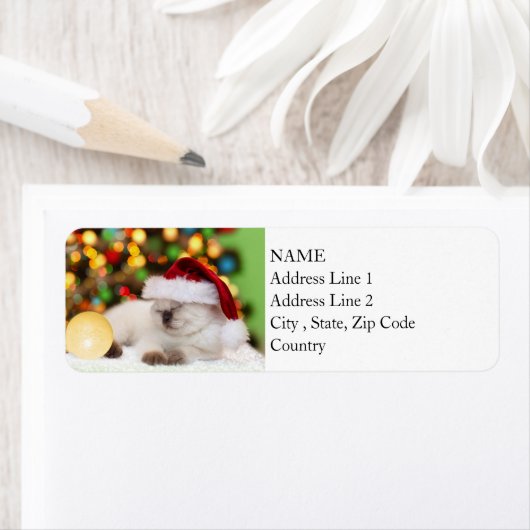 Siamese Kitten: Gold-Ornament (Insitu)