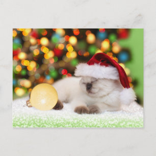 Siamese Kitten: Gold-Ornament Postkarte
