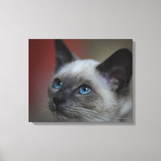 Siamese Kitten Leinwanddruck (Vorderseite)