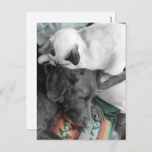 Siamese Kitten liegt liebevoll am Kopf von Labrado Postkarte (Vorne/Hinten)