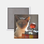 Siamese Kitten Magnet (Vorderseite/Rückseite)