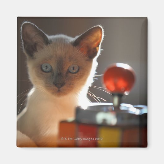 Siamese Kitten Magnet (Vorne)