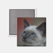 Siamese Kitten Magnet (Vorderseite/Rückseite)