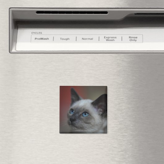 Siamese Kitten Magnet (In Situ (Geschirrspüler))